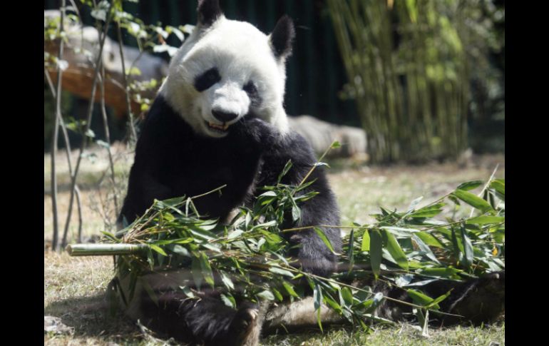 Excremento de osos pandas contiene bacterias que aceleran el proceso de obtención de biocombustibles. ARCHIVO  /