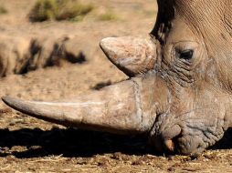 El rinoceronte es una especie singular africana que está amenazada por el gran valor que alcanzan sus cuernos en el mercado negro. EFE  /