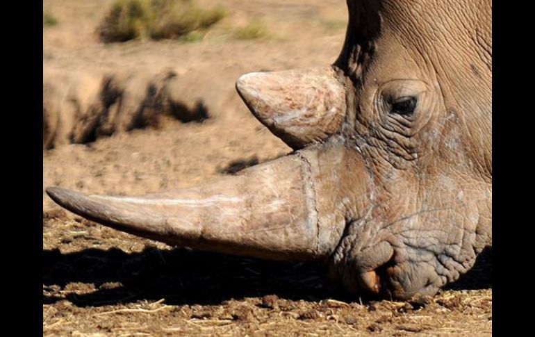 El rinoceronte es una especie singular africana que está amenazada por el gran valor que alcanzan sus cuernos en el mercado negro. EFE  /