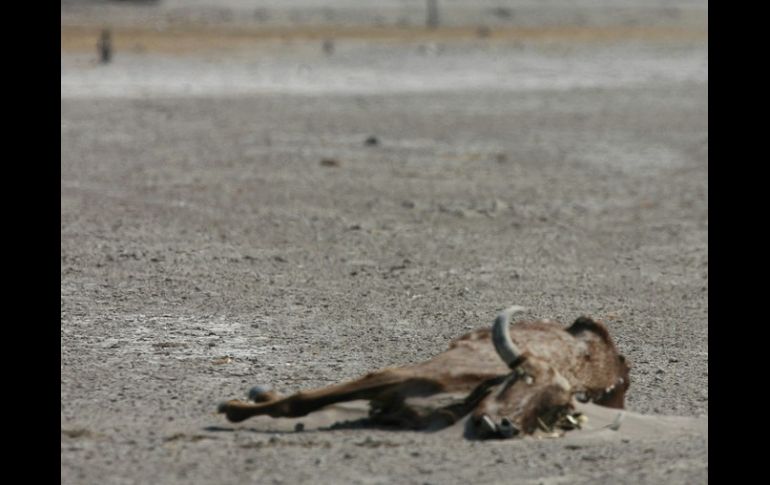 Las fuertes sequías han ocasionado la muerte de 4 mil bovinos en todo el Estado. Sagarpa organiza plan de contingencia. ARCHIVO  /