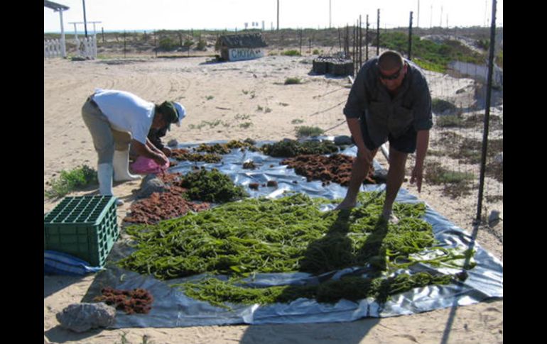 Recolecta de algas marinas en la Isla Santa Margarita, Bahía de Magdalena, BCS, México. AGENCIA ID  /