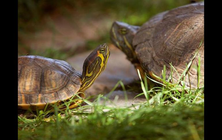 Encontraron a la tortuga cruzando la calle lentamente, más lento de lo normal. EFE  /