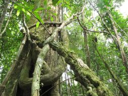 El Yasuni es la zona con mayor densidad por metro cuadrado de la Tierra. EFE  /