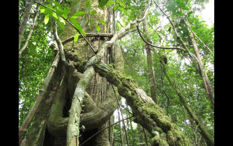 El Yasuni es la zona con mayor densidad por metro cuadrado de la Tierra. EFE  /