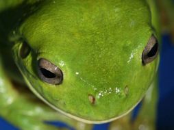 La piel porosa de las ranas las pone en riesgo de secarse al aire libre cuando salen en las noches. ESPECIAL  /