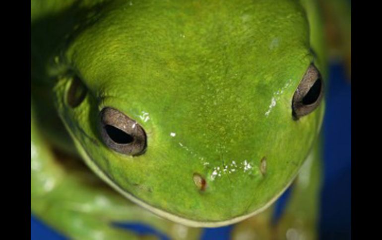 La piel porosa de las ranas las pone en riesgo de secarse al aire libre cuando salen en las noches. ESPECIAL  /