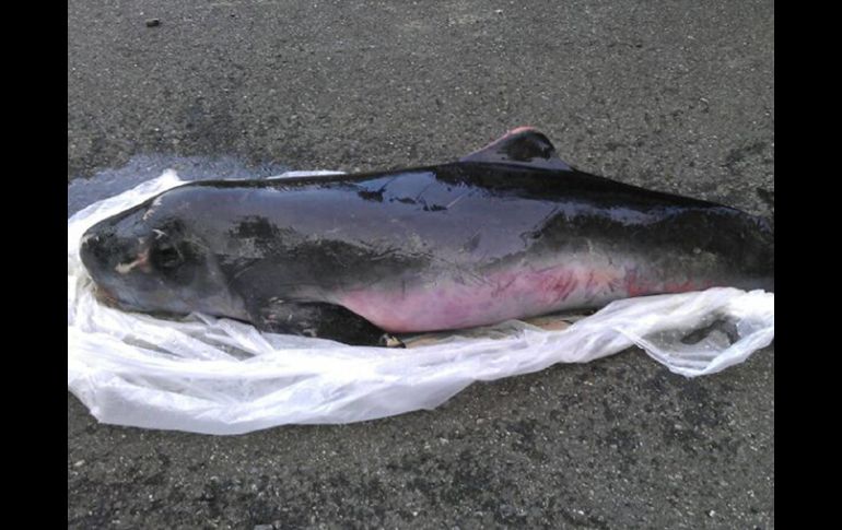 El cachalote enano es una especie de ballena que solo mide tres metros en su etapa adulta y que habita en aguas profundas. EFE  /