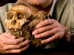 El 'Australopithecus sediba' obliga a replantear la teoría de evolución. EFE  /