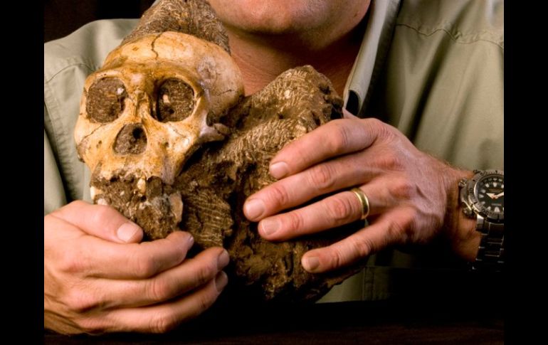 El 'Australopithecus sediba' obliga a replantear la teoría de evolución. EFE  /