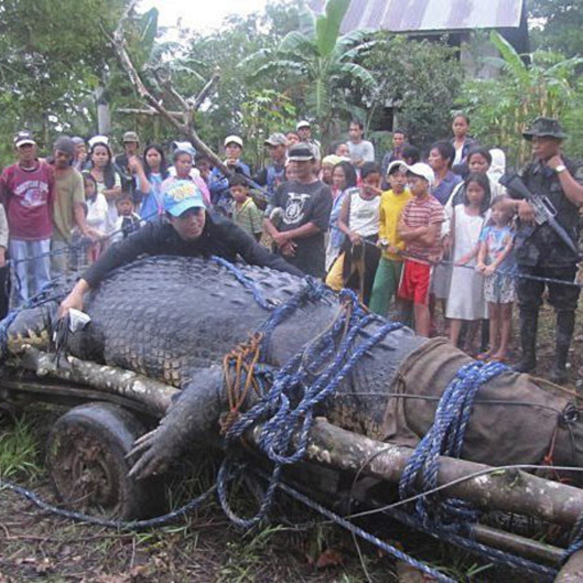 El cocodrilo gigante capturado en Filipinas rechaza su comida | El  Informador