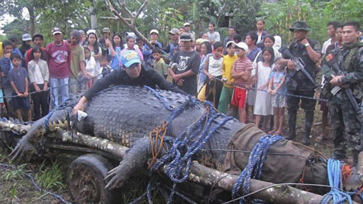 El cocodrilo gigante capturado en Filipinas rechaza su comida | El  Informador