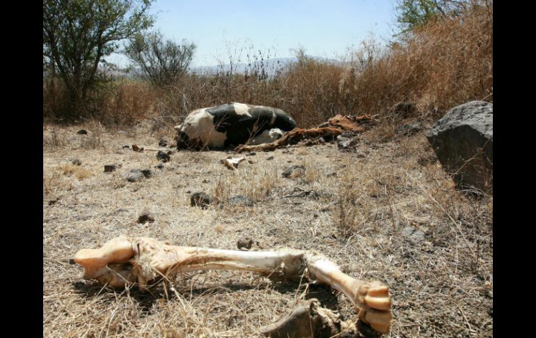 Los problemas más severos por falta de agua se focalizan en 16 municipios. A. CAMACHO  /