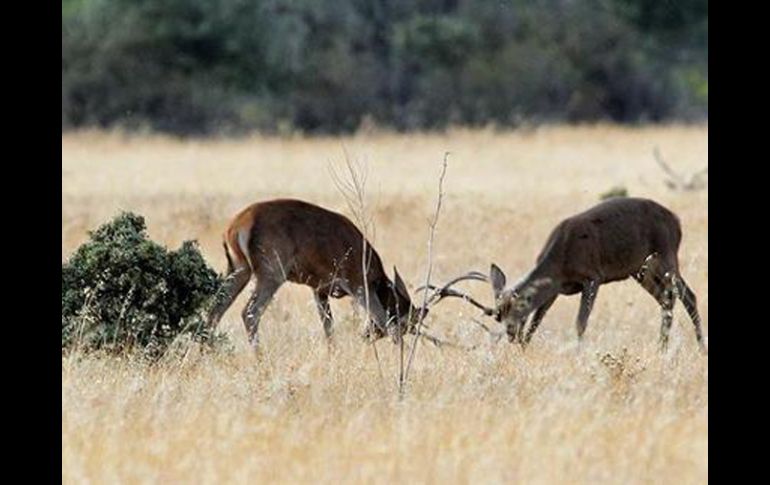 La berrea es uno de los momentos en el que el ciervo es menos esquivo, por lo que es más fácil observarlo. EFE  /