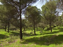 Con esta iniciativa se quieren favorecer las migraciones de las especies de fauna y flora entre distintos territorios. EFE  /