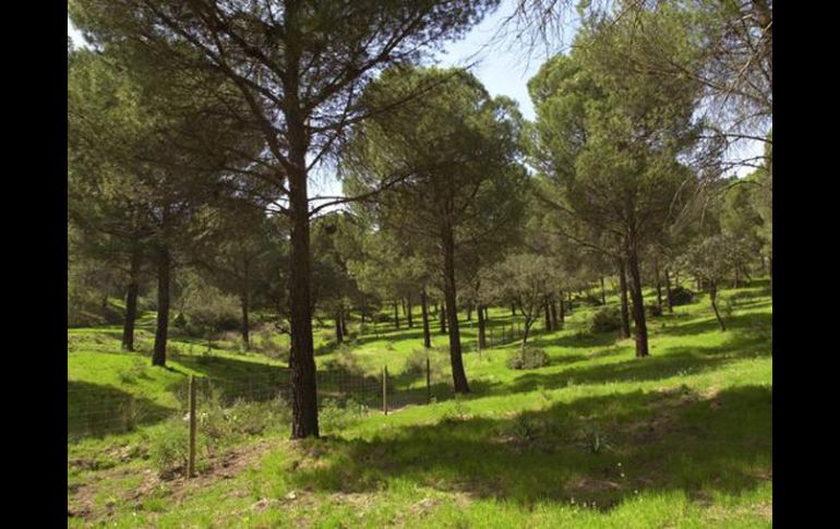 Con esta iniciativa se quieren favorecer las migraciones de las especies de fauna y flora entre distintos territorios. EFE  /