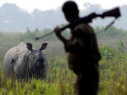 Los furtivos se han cobrado este año 14 piezas en Zimbabue. EFE  /