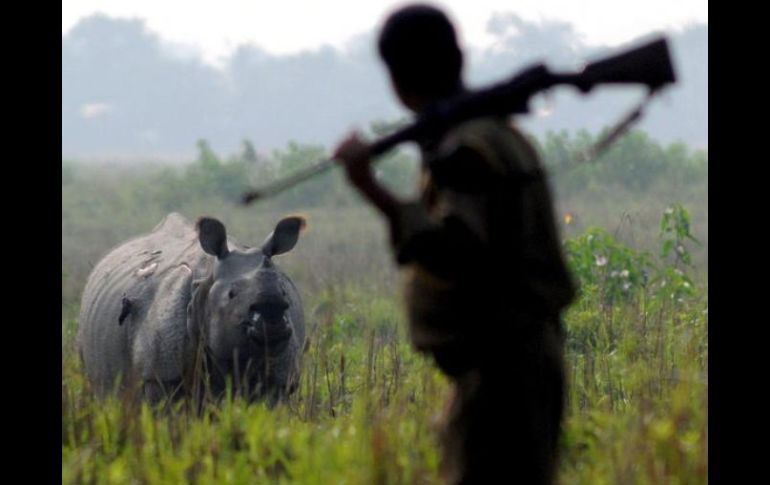 Los furtivos se han cobrado este año 14 piezas en Zimbabue. EFE  /