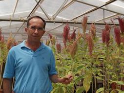 Científicos analizan los genes que ayudan a la planta a tolerar condiciones adversas para mejorar la producción agrícola. ESPECIAL  /