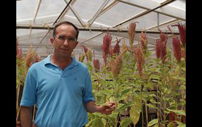 Científicos analizan los genes que ayudan a la planta a tolerar condiciones adversas para mejorar la producción agrícola. ESPECIAL  /