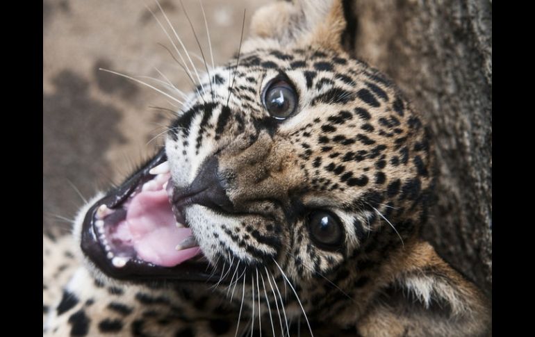 Se realizan esfuerzos para lograr la conservación de jaguares en la selva chiapaneca. ARCHIVO  /