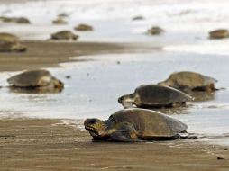 Más de 300 mil tortugas eran capturadas por accidente cada año en las redes de más de 20 empresas pesqueras. EFE  /