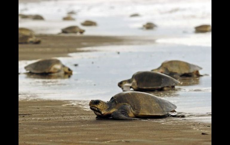 Más de 300 mil tortugas eran capturadas por accidente cada año en las redes de más de 20 empresas pesqueras. EFE  /