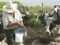 Durante 2010, ganaderos jaliscienses produjeron cinco millones de litros al día. ARCHIVO  /