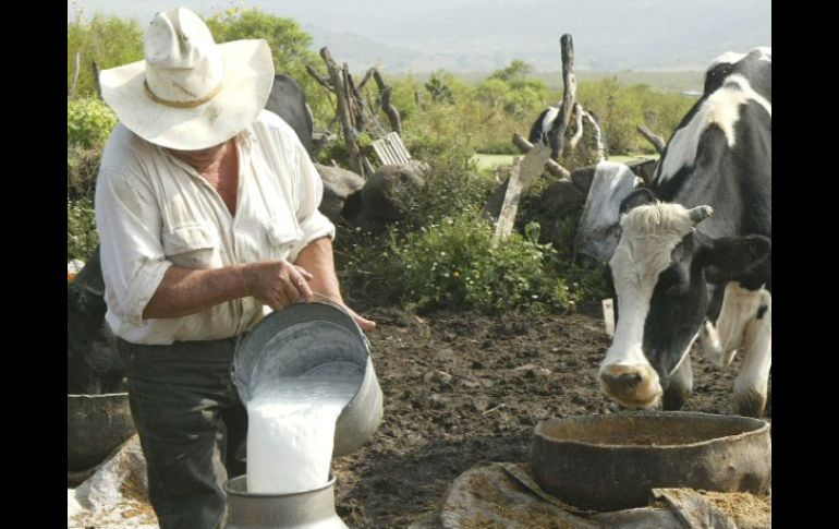 Durante 2010, ganaderos jaliscienses produjeron cinco millones de litros al día. ARCHIVO  /