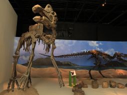 El Museo de Paleontología de Guadalajara invita a la exposición Saurios Terribles. M. FREYRÍA  /