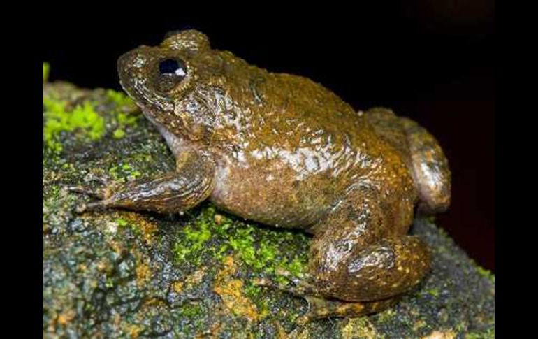 Ahora son 336 el número de ranas conocidas en la India. AP  /