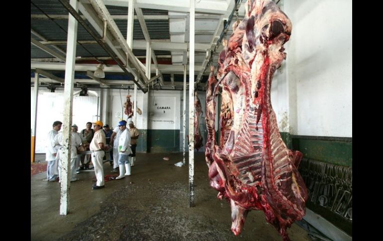 La ganadería de carne de Jalisco aporta al año unos 280 mil animales para el sacrificio. ARCHIVO.  /