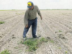 La falta de lluvia ha traído desaliento y la ruina de cientos de miles de labriegos y productores ganaderos. EL UNIVERSAL  /