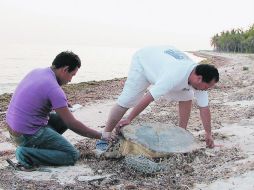 Por naturaleza, las tortugas regresan al lugar donde nacieron para poner sus huevos. EL UNIVERSAL  /