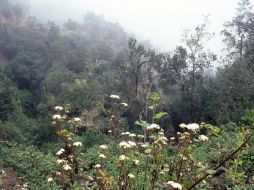 La niebla cubre las laderas de un barranco en el Parque nacional de Garajonay. EFE  /