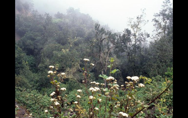 La niebla cubre las laderas de un barranco en el Parque nacional de Garajonay. EFE  /