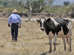 La actividad lechera se orilla a la falta de rentabilidad. ARCHIVO  /