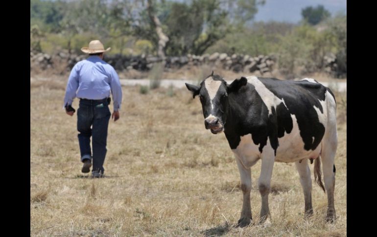 La actividad lechera se orilla a la falta de rentabilidad. ARCHIVO  /