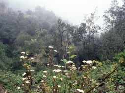 Parque nacional de Garajonay en la isla La Gomera, declarado Patrimonio de la Humanidad por la UNESCO en 1986. EFE  /