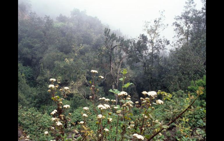 Parque nacional de Garajonay en la isla La Gomera, declarado Patrimonio de la Humanidad por la UNESCO en 1986. EFE  /