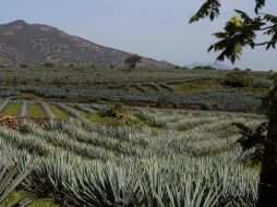 Buscan que se refuercen políticas públicas de apoyo para el agave. ARCHIVO  /