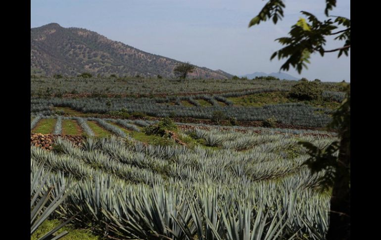 Buscan que se refuercen políticas públicas de apoyo para el agave. ARCHIVO  /