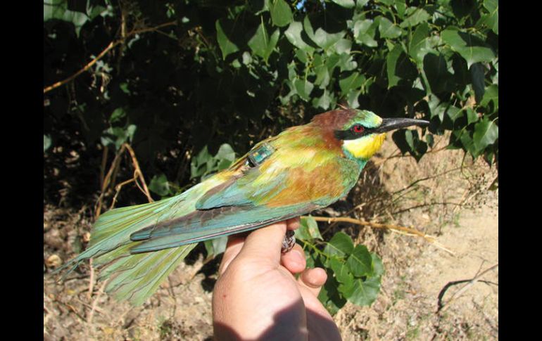 Los datos de las aves se dan a conocer en tiempo real mediante www.migraciondeaves.org. EFE  /