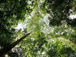 Imagen de los bosques tropicales de Costa Rica. EFE  /