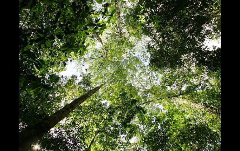 Imagen de los bosques tropicales de Costa Rica. EFE  /