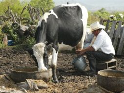 Los ganaderos jaliscienses son los principales proveedores de leche de Liconsa.  /