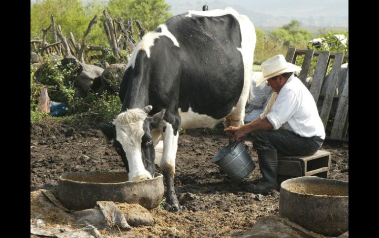 Los ganaderos jaliscienses son los principales proveedores de leche de Liconsa.  /