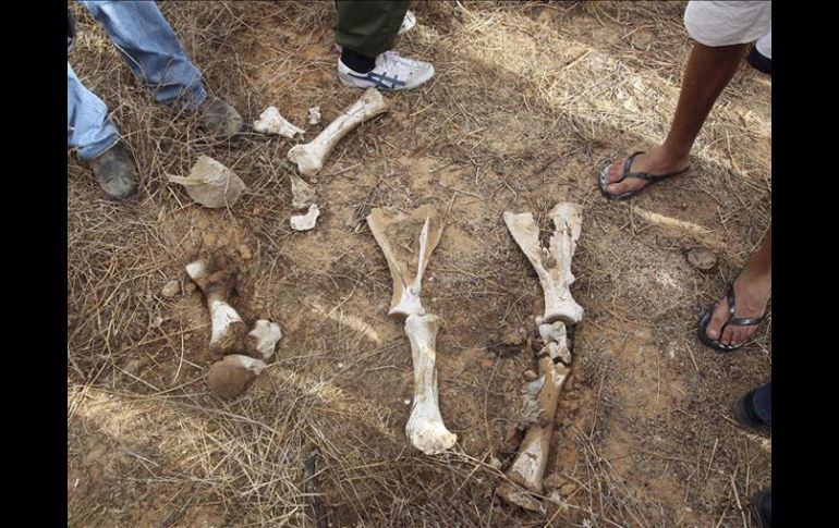 Los restos de cadáveres podrían corresponder a detenidos que fueron asesinados por el régimen de Gadafi en 1996. EFE  /