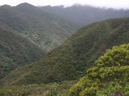 Ecuador registra una de las tasas más altas de deforestación de Latinoamérica. ESPECIAL.  /