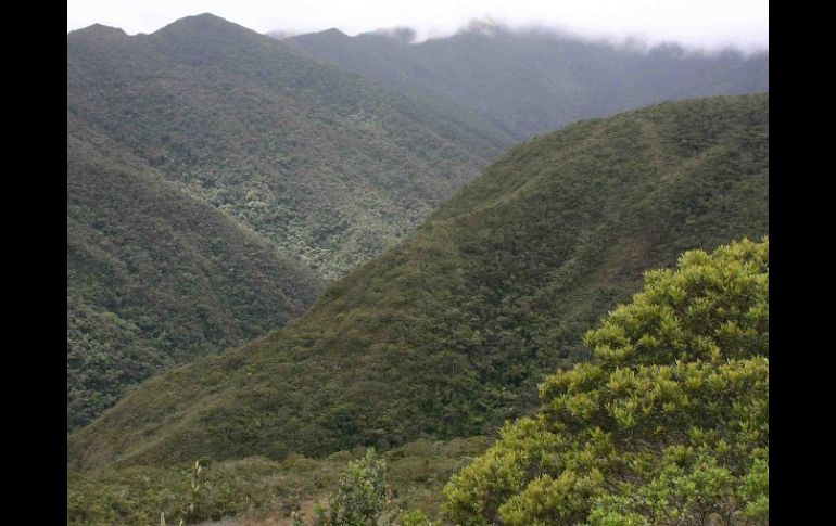 Ecuador registra una de las tasas más altas de deforestación de Latinoamérica. ESPECIAL.  /