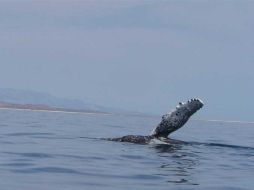 La ballena jorobada sigue siendo una especie en peligro de extinción. ESPECIAL  /